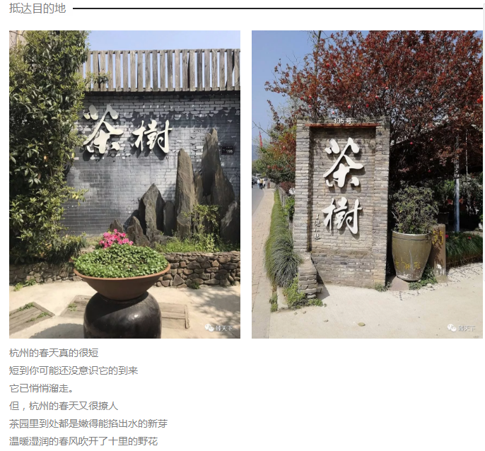 臻萬科技杭州龍塢尋茶一日游