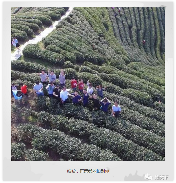 臻萬科技杭州龍塢尋茶一日游