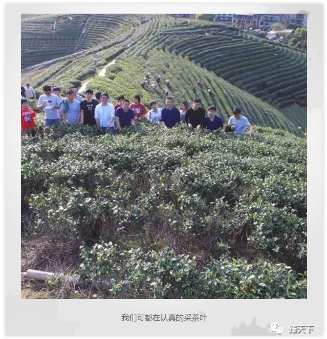 臻萬科技杭州龍塢尋茶一日游